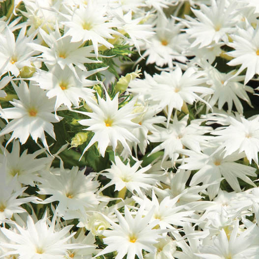 フロックス　ポップスター シリーズ 