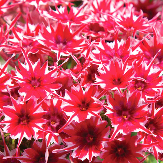 フロックス　ポップスター シリーズ 