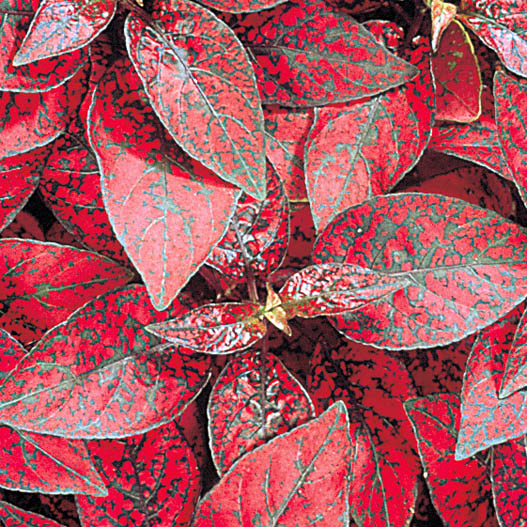 ヒポエステス　スプラッシュセレクト シリーズ 