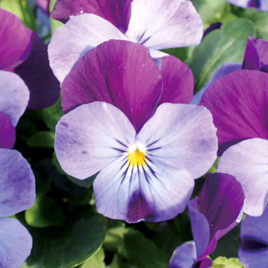 ビオラ F1　フローラルパワー シリーズ 