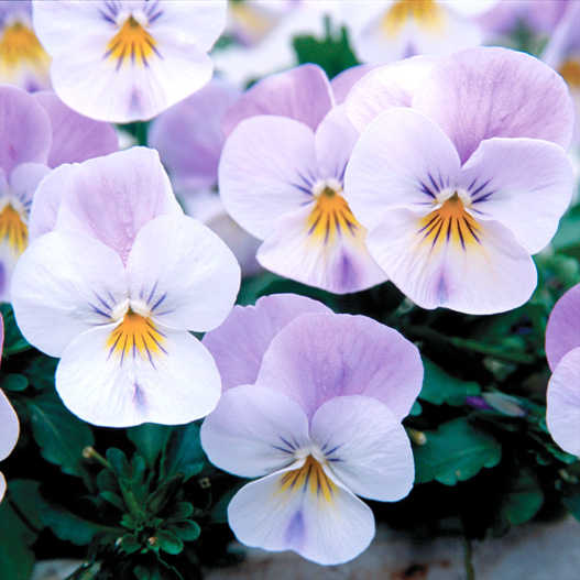 ビオラ F1　フローラルパワー シリーズ 