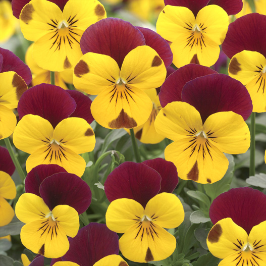 ビオラ F1　フローラルパワー シリーズ 