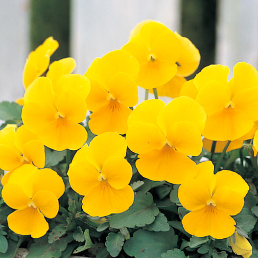 ビオラ F1　フローラルパワー シリーズ 