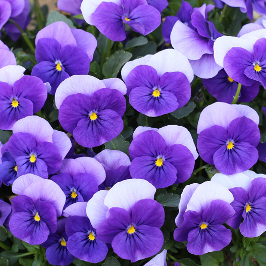 ビオラ　ももか シリーズ 