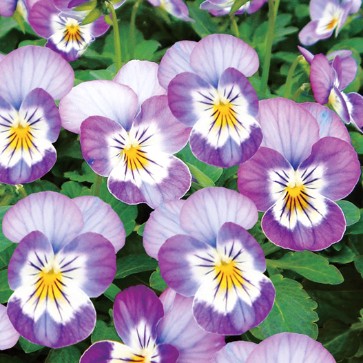 ビオラ　ももか シリーズ 