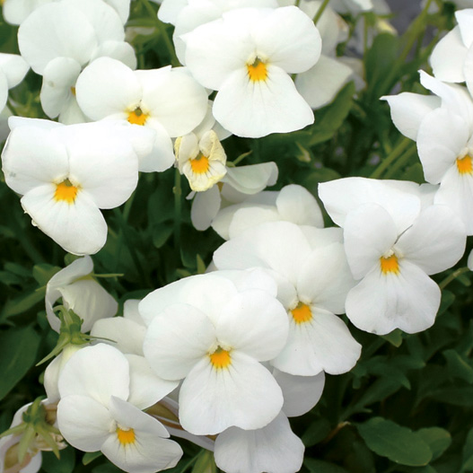 ビオラ　ももか シリーズ 