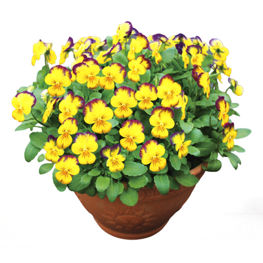 ビオラ　ももか シリーズ 