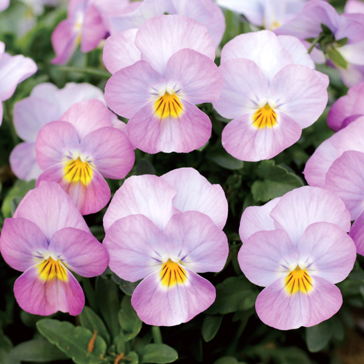 ビオラ　ももか シリーズ 