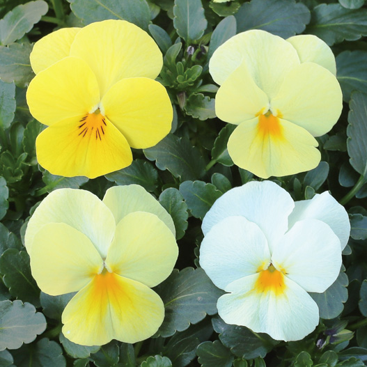 ビオラ　ももか シリーズ 