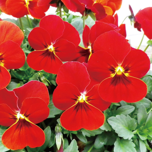 ビオラ　ももか シリーズ 