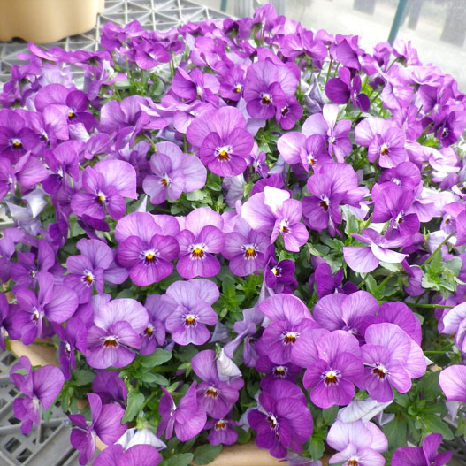 ビオラ　ももか シリーズ 