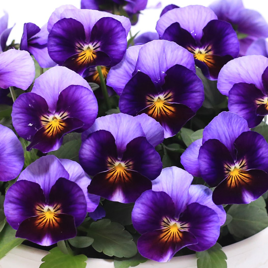 ビオラ　ももか シリーズ 