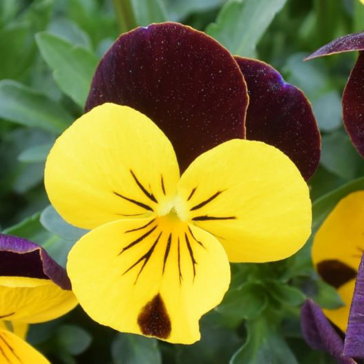 ビオラ　ももか シリーズ 