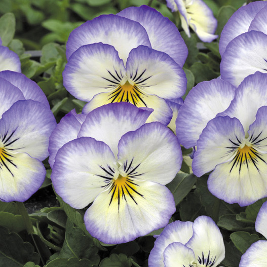 ビオラ F1　ペニー シリーズ 