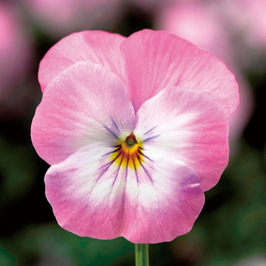 ビオラ F1　ペニー シリーズ 