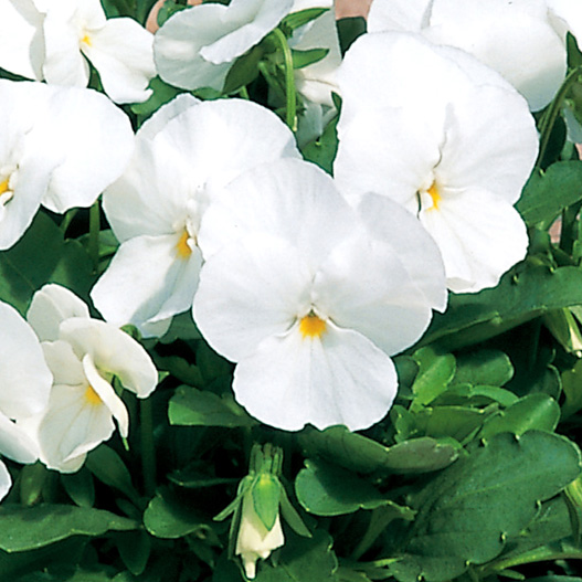 ビオラ F1　ペニー シリーズ 