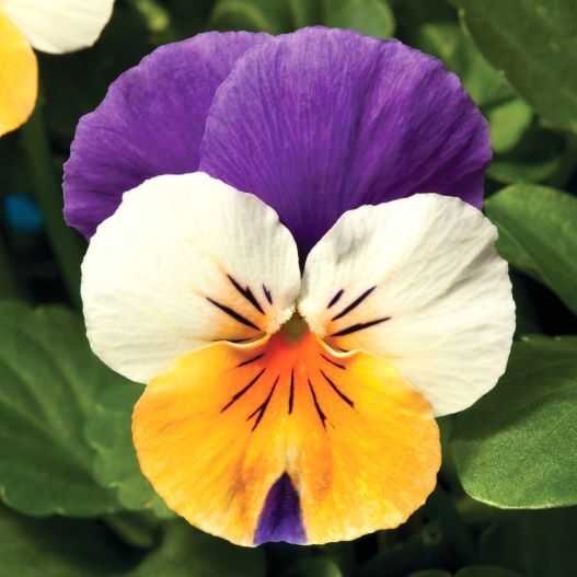 ビオラ F1　ペニー シリーズ 