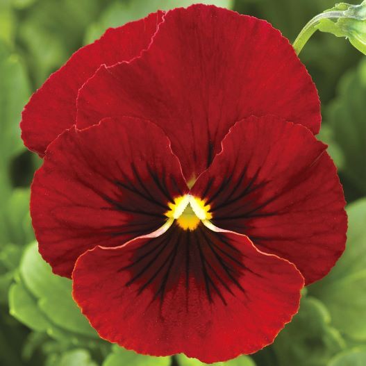 ビオラ F1　ペニー シリーズ 