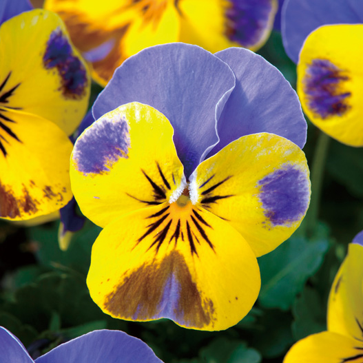 ビオラ F1　ソルベ シリーズ 