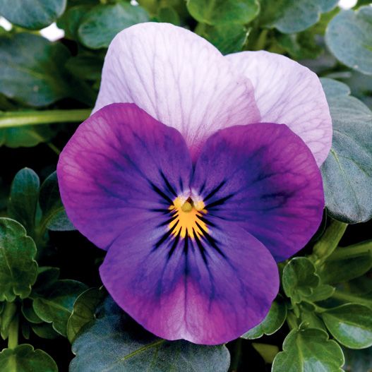 ビオラ F1　ソルベ シリーズ 