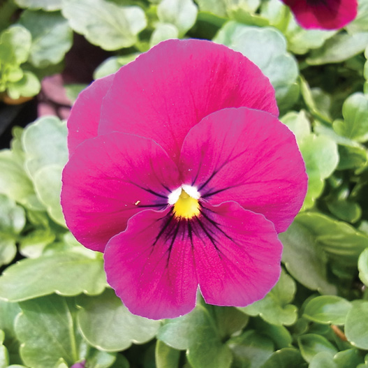 ビオラ F1　ソルベ シリーズ 