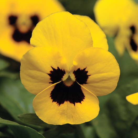 ビオラ F1　ソルベXP シリーズ 