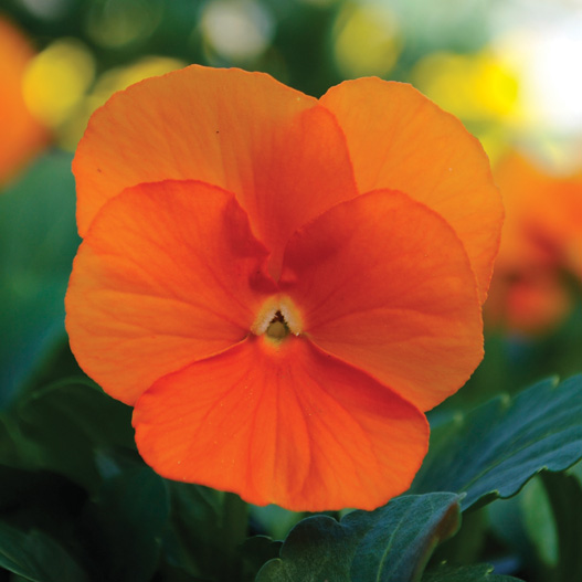 ビオラ F1　ソルベXP シリーズ 