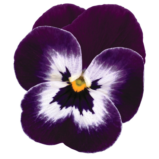 ビオラ F1　ソルベXP シリーズ 