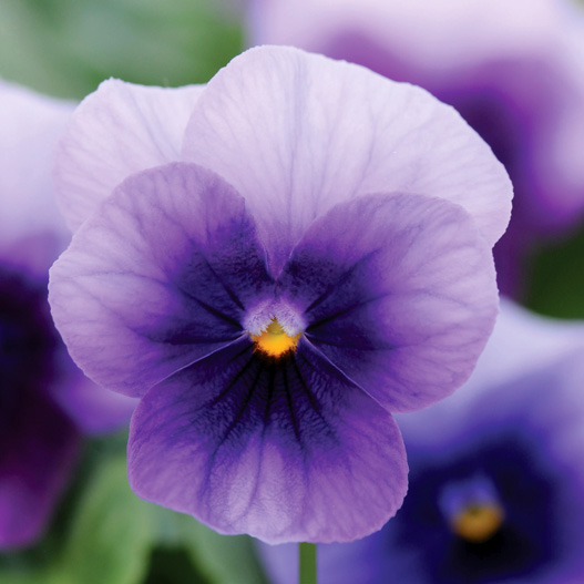 ビオラ F1　ソルベXP シリーズ 