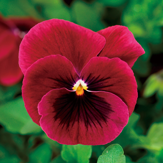 ビオラ F1　ソルベXP シリーズ 