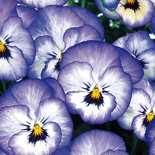 パンジー　よく咲くスミレ シリーズ 