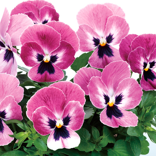 パンジー　よく咲くスミレ シリーズ 