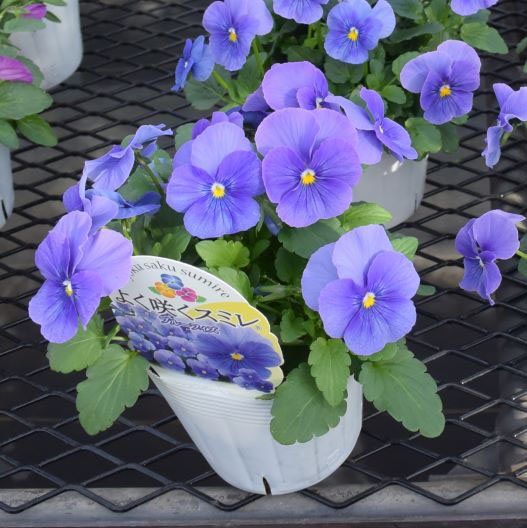 パンジー　よく咲くスミレ シリーズ 