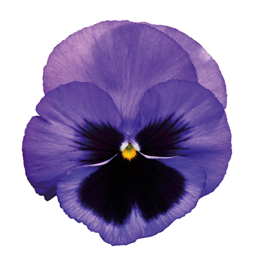 パンジー F1　インスパイヤーデラックス シリーズ 