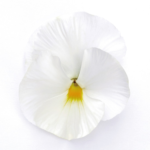 パンジー F1　インスパイヤーデラックス シリーズ 