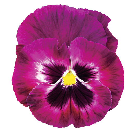 パンジー F1　インスパイヤーデラックス シリーズ 