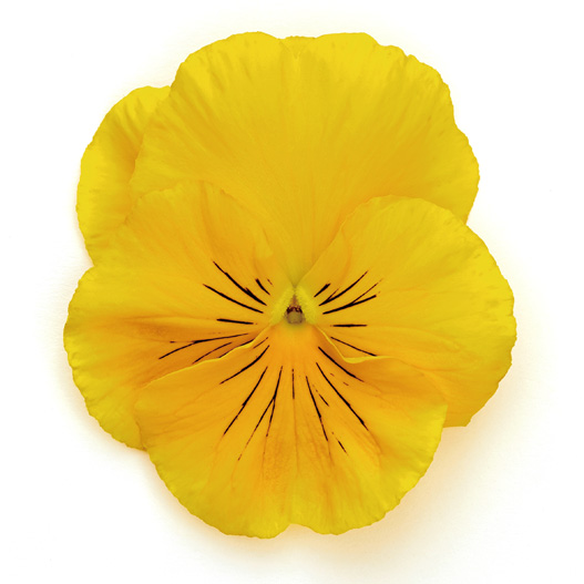 パンジー F1　インスパイヤーデラックス シリーズ 