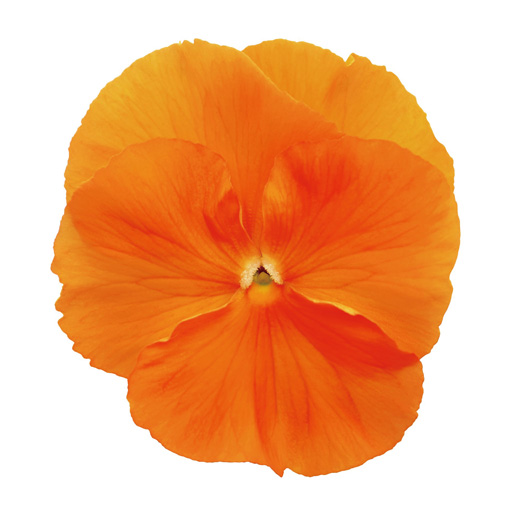 パンジー F1　インスパイヤーデラックス シリーズ 