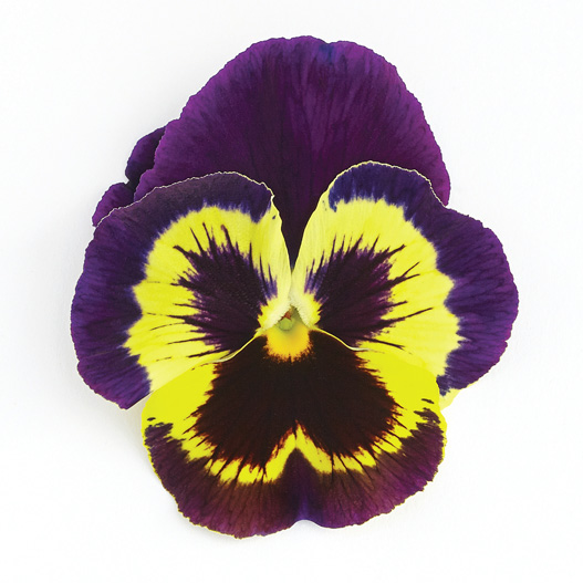 パンジー F1　インスパイヤープラス シリーズ 