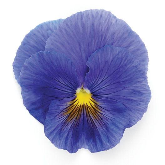 パンジー F1　インスパイヤープラス シリーズ 