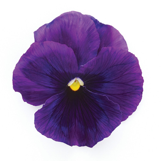 パンジー F1　インスパイヤープラス シリーズ 