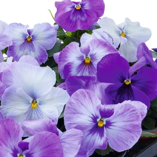 パンジー F1　インスパイヤープラス シリーズ 