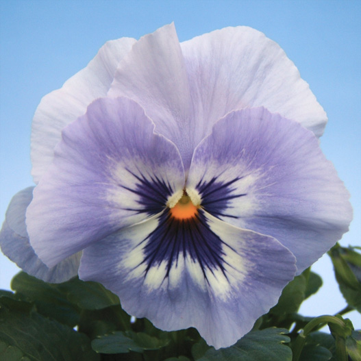 パンジー F1　デルタプレミアム シリーズ 