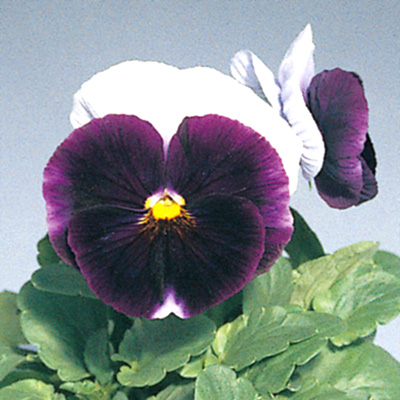 パンジー F1　デルタプレミアム シリーズ 