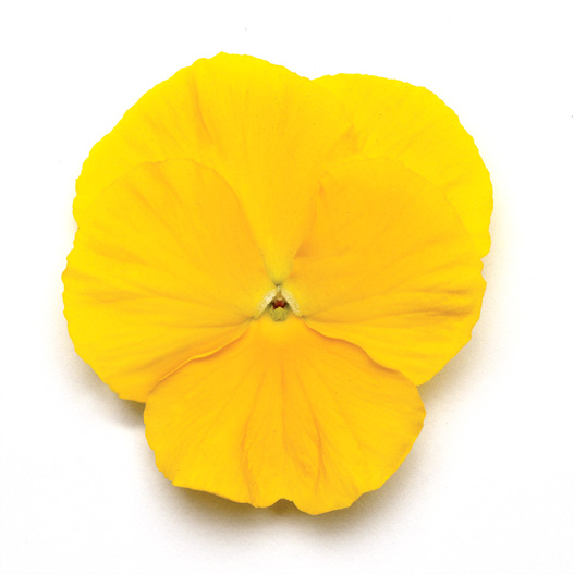 パンジー F1　マトリックス シリーズ 