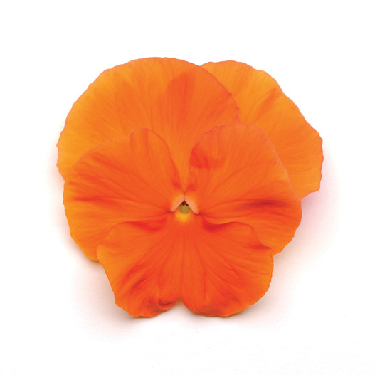 パンジー F1　マトリックス シリーズ 