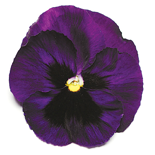 パンジー F1　マトリックス シリーズ 