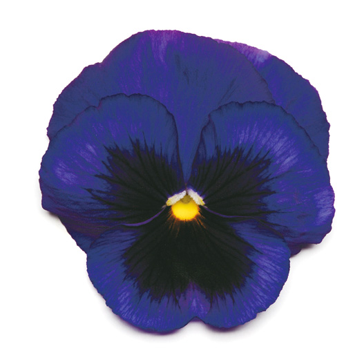 パンジー F1　マトリックス シリーズ 