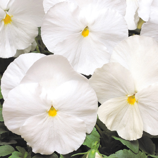 パンジー F1　マトリックス シリーズ 