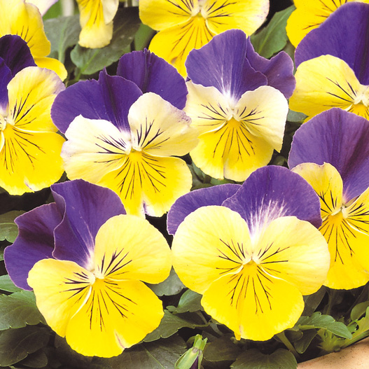 パンジー F1　マトリックス シリーズ 